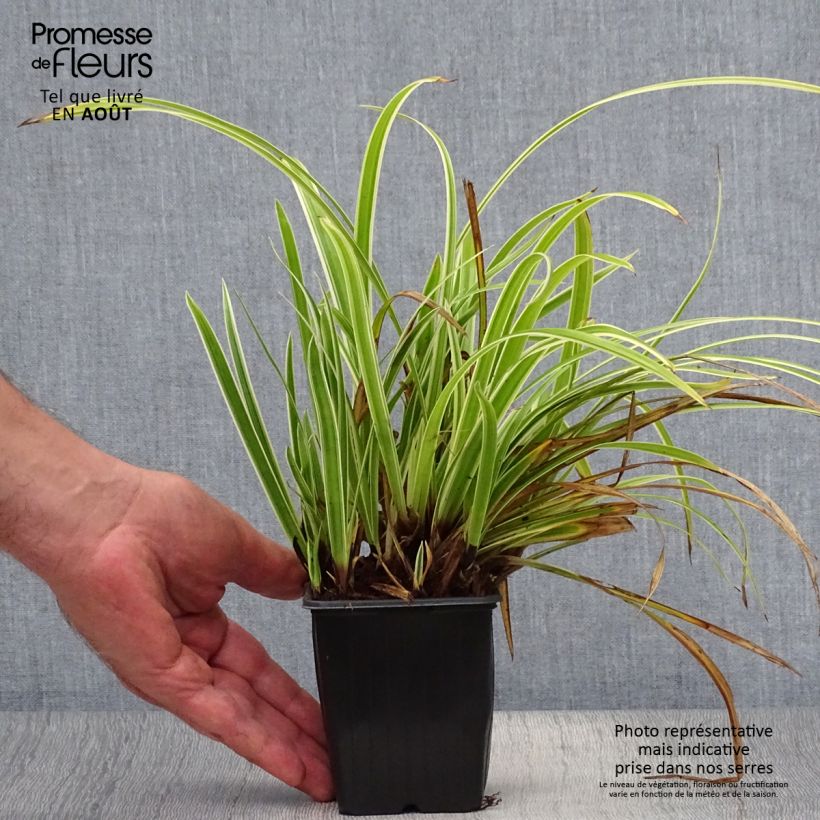 Amostra de Carex morrowii Aureovariegata Vaso de 8/9 cm tal como entregue no verão