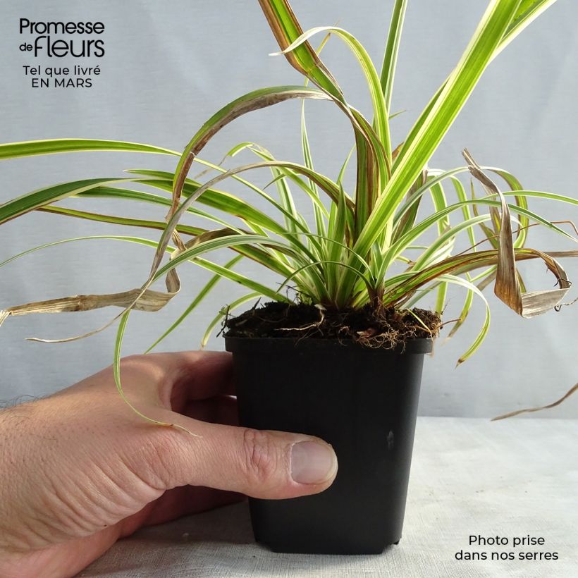 Amostra de Carex morrowii Aureovariegata Vaso de 8/9 cm tal como entregue na primavera