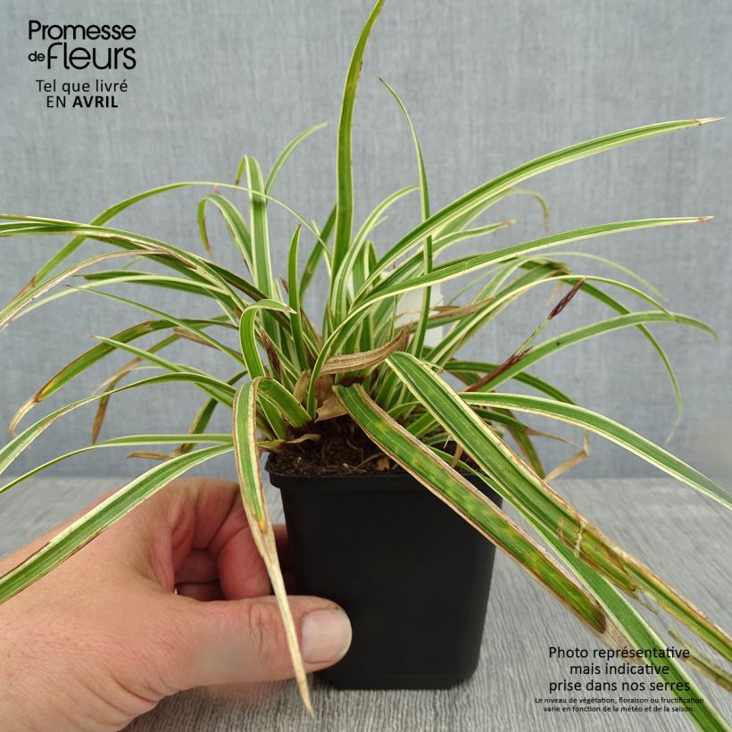 Amostra de Carex morrowii Goldband Vaso de 8/9 cm tal como entregue na primavera