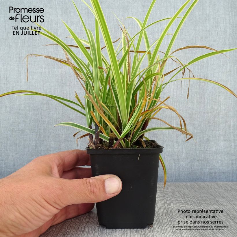 Amostra de Carex morrowii Goldband Vaso de 8/9 cm tal como entregue no verão