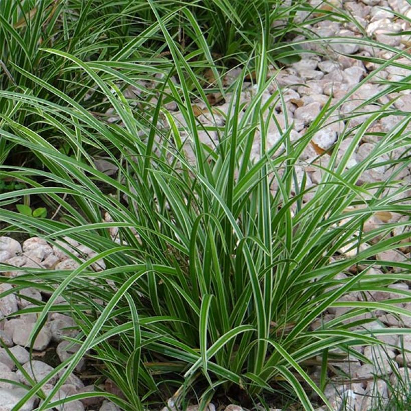 Carex morrowii Ice Dance (Hábito)