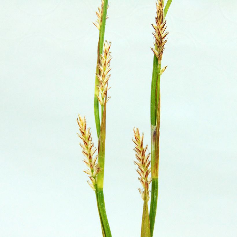 Carex morrowii Ice Dance (Floração)