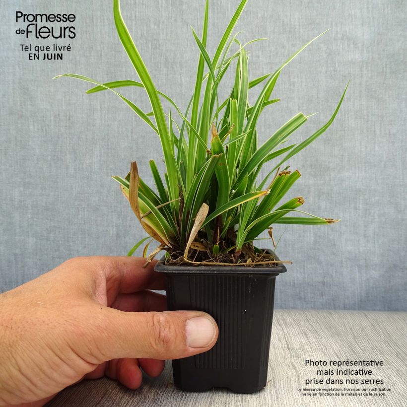 Amostra de Carex morrowii Ice Dance Vaso de 8/9 cm tal como entregue no verão