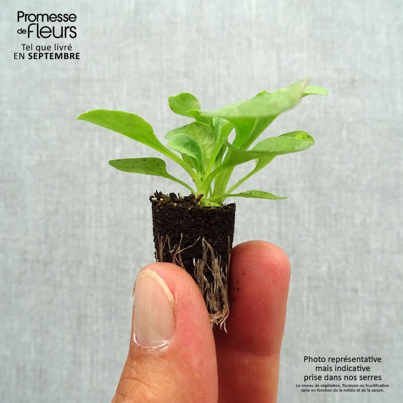 Amostra de Carex morrowii Ice Dance - Laîche du Japon Mini-torrão Ø 3/4 cm tal como entregue no outono