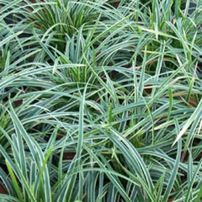 Carex morrowii Ice Dance (Folhagem)