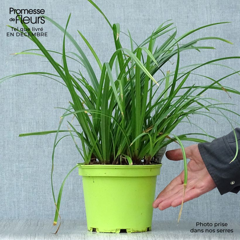 Amostra de Carex morrowii Irish Green - Laîche du Japon Vaso de 2 L/3 L tal como entregue no inverno