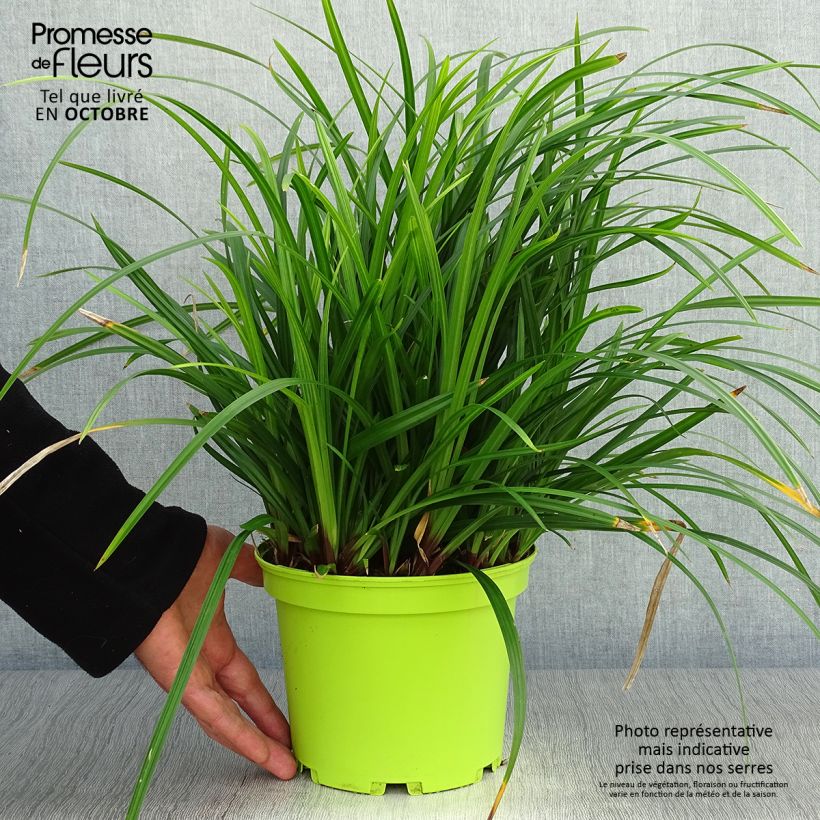 Amostra de Carex morrowii Irish Green Vaso de 2 L/3 L tal como entregue no outono