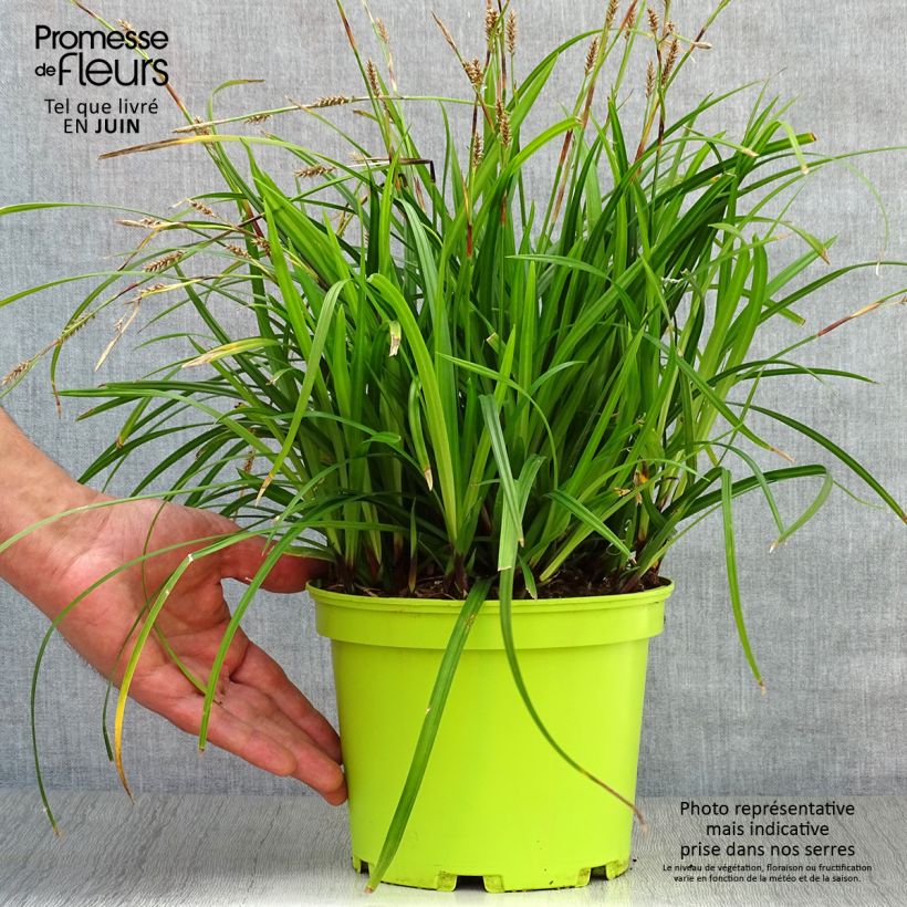 Amostra de Carex morrowii Irish Green Vaso de 2 L/3 L tal como entregue no verão
