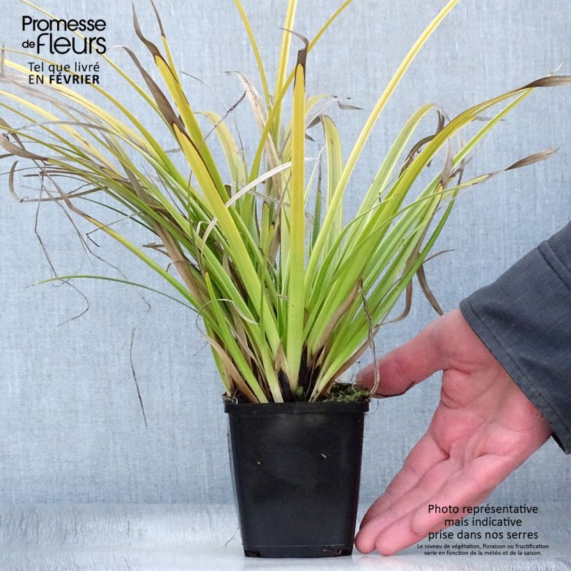 Amostra de Carex morrowii Variegata - Laîche du Japon Vaso de 8/9 cm tal como entregue no inverno