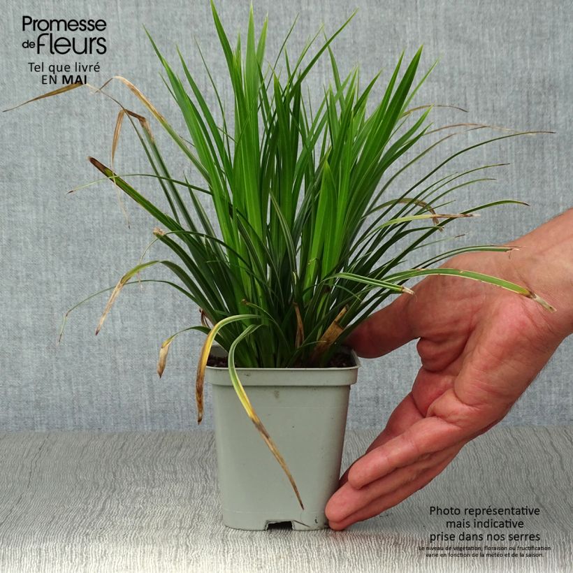 Amostra de Carex morrowii Variegata Vaso de 8/9 cm tal como entregue na primavera