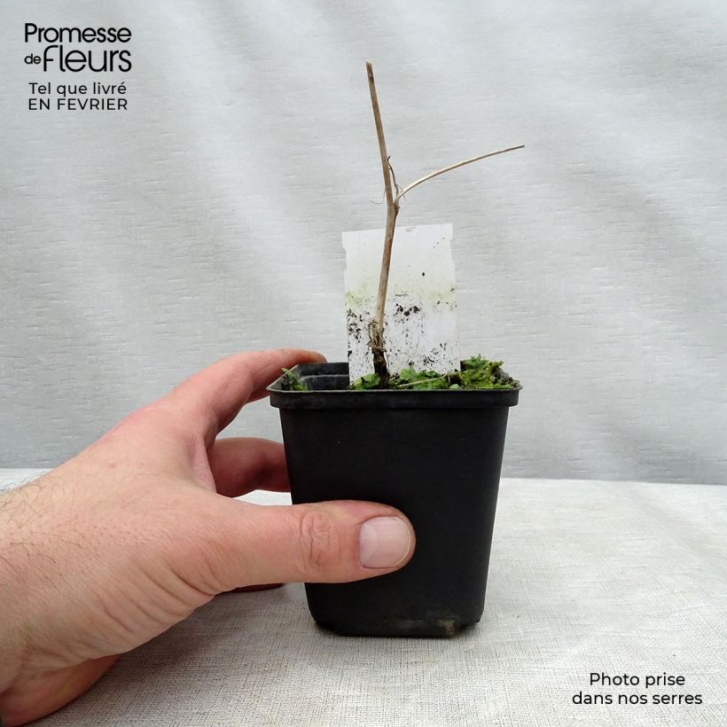 Amostra de Carex morrowii Variegata - Laîche du Japon Vaso de 1 L/1,5 L tal como entregue no inverno