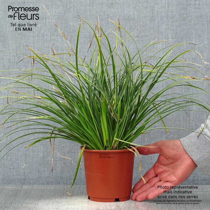 Amostra de Carex morrowii Variegata Vaso de 1 L/1,5 L tal como entregue na primavera
