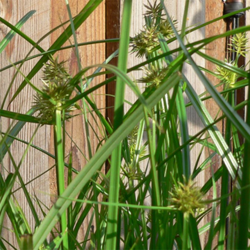 Carex muskingumensis (Floração)