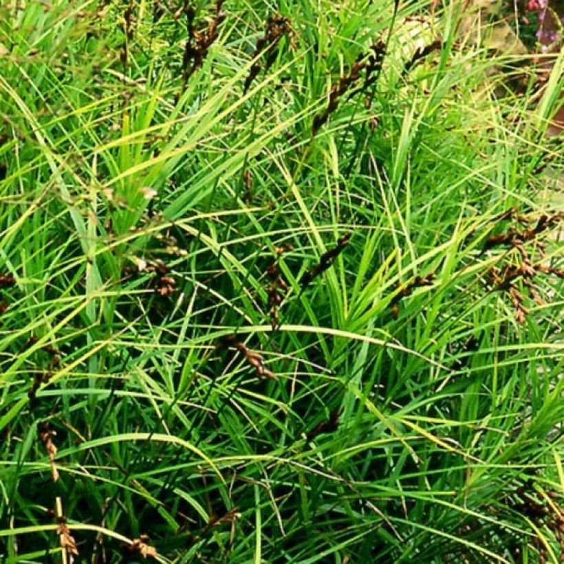 Carex muskingumensis (Hábito)