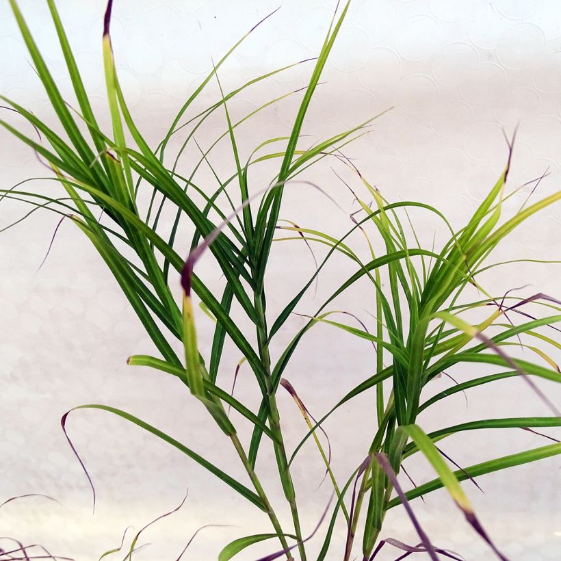 Carex muskingumensis (Folhagem)