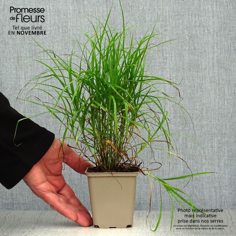 Amostra de Carex muskingumensis Vaso de 8/9 cm tal como entregue no outono