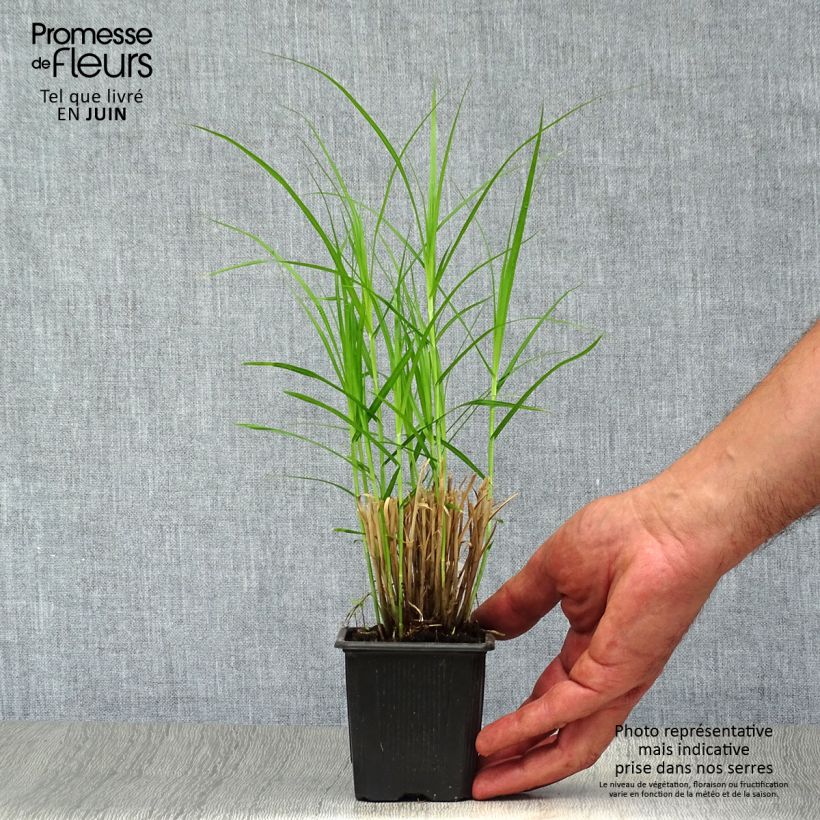 Amostra de Carex muskingumensis Vaso de 8/9 cm tal como entregue no verão