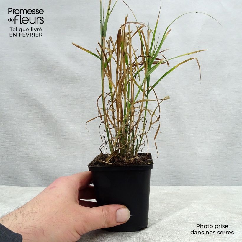 Amostra de Carex muskingumensis - Laiche d Amerique Vaso de 8/9 cm tal como entregue no inverno