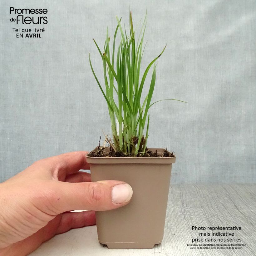 Amostra de Carex muskingumensis Vaso de 8/9 cm tal como entregue na primavera
