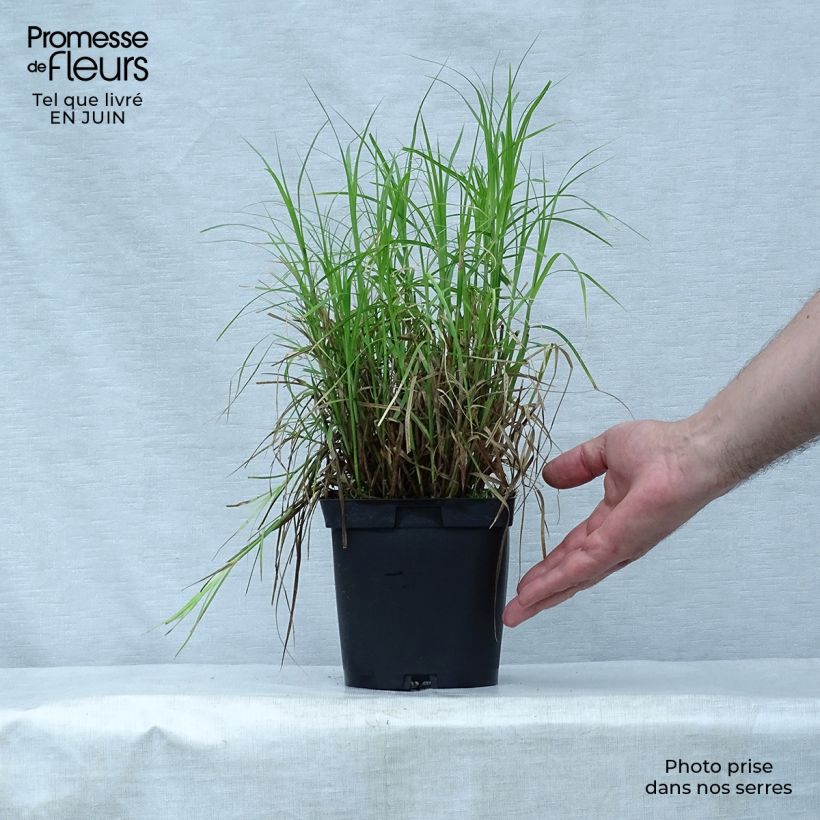 Amostra de Carex muskingumensis Vaso de 2 L/3 L tal como entregue no verão