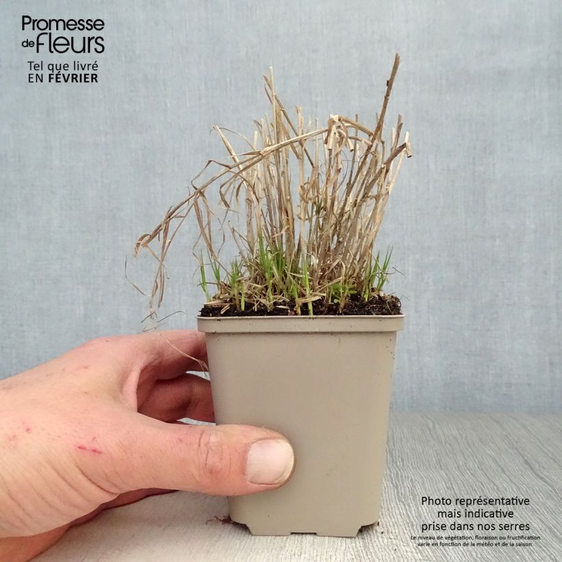 Amostra de Carex muskingumensis Little Midge - Laîche d'Amérique Vaso de 8/9 cm tal como entregue no inverno