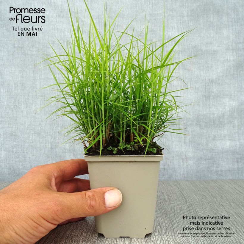 Amostra de Carex muskingumensis Little Midge Vaso de 8/9 cm tal como entregue na primavera