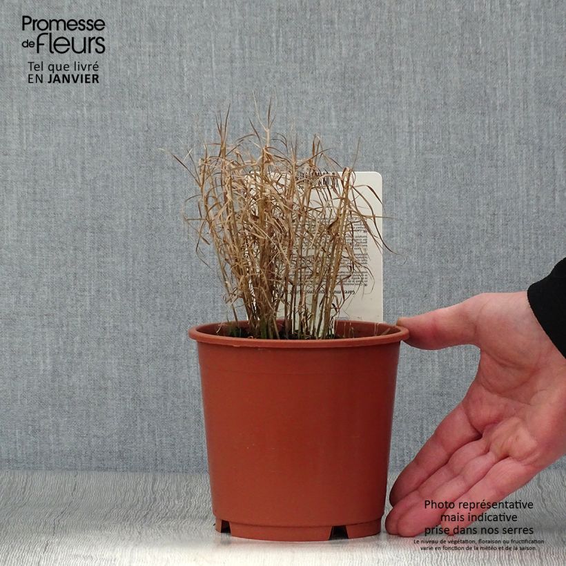 Amostra de Carex muskingumensis Little Midge - Laîche d'Amérique Vaso de 1 L/1,5 L tal como entregue no inverno