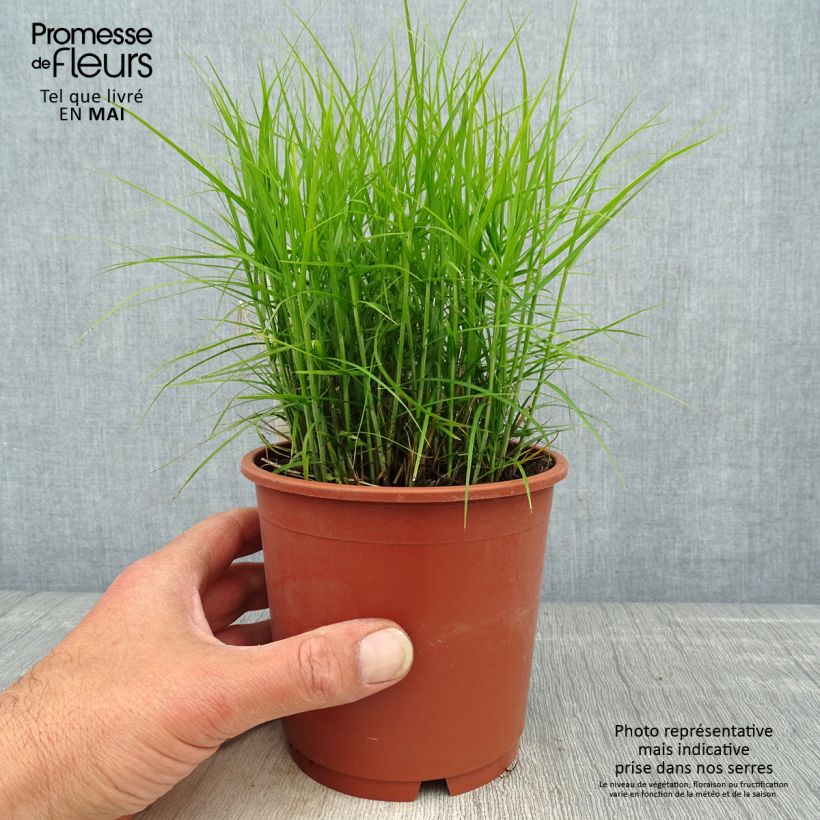 Amostra de Carex muskingumensis Little Midge Vaso de 1 L/1,5 L tal como entregue na primavera