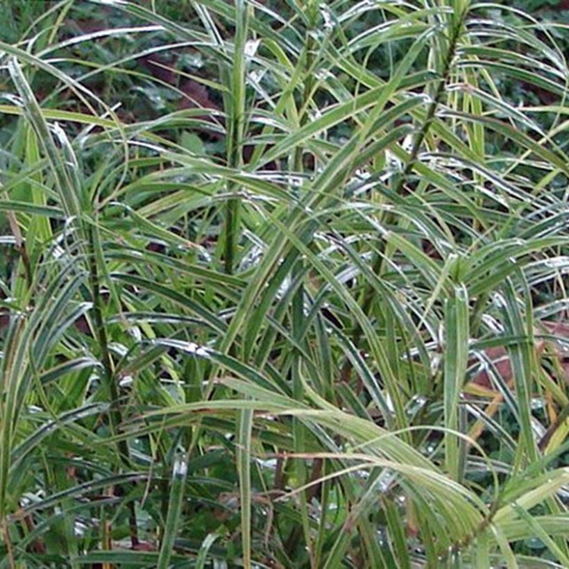 Carex muskingumensis Oehme (Folhagem)