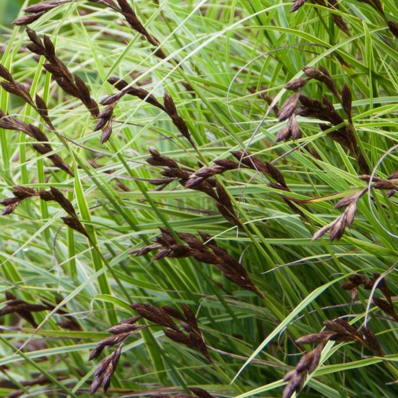 Carex muskingumensis Oehme (Floração)