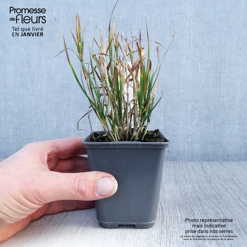 Amostra de Carex muskingumensis Oehme - Laîche palmée Vaso de 8/9 cm tal como entregue no inverno