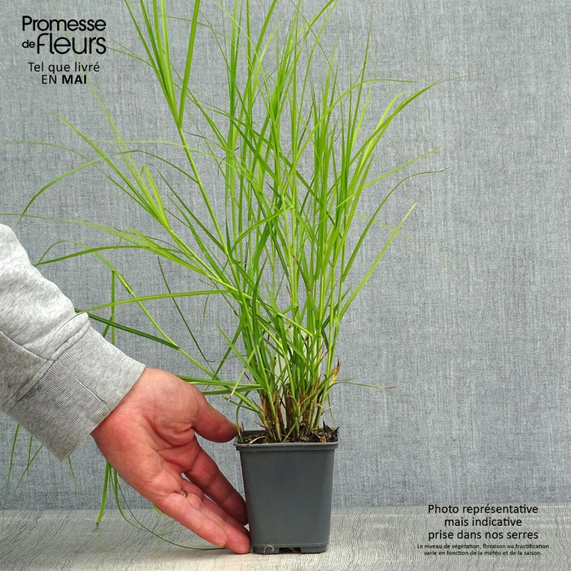 Amostra de Carex muskingumensis Oehme Vaso de 8/9 cm tal como entregue na primavera