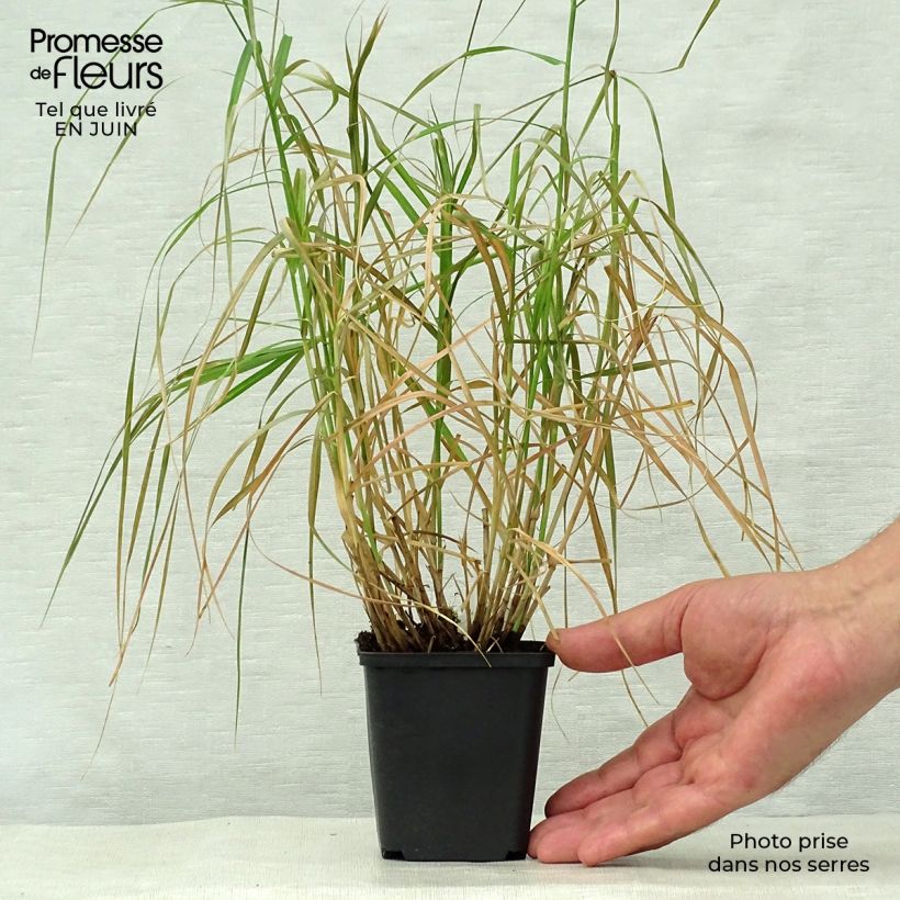 Amostra de Carex muskingumensis Silberstreif Vaso de 8/9 cm tal como entregue no verão