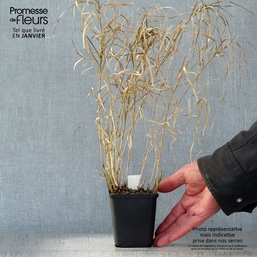 Amostra de Carex muskingumensis Silberstreif - Laîche d'Amérique Vaso de 8/9 cm tal como entregue no inverno