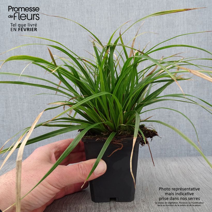 Amostra de Carex muskingumensis Variegata Vaso de 8/9 cm tal como entregue no inverno