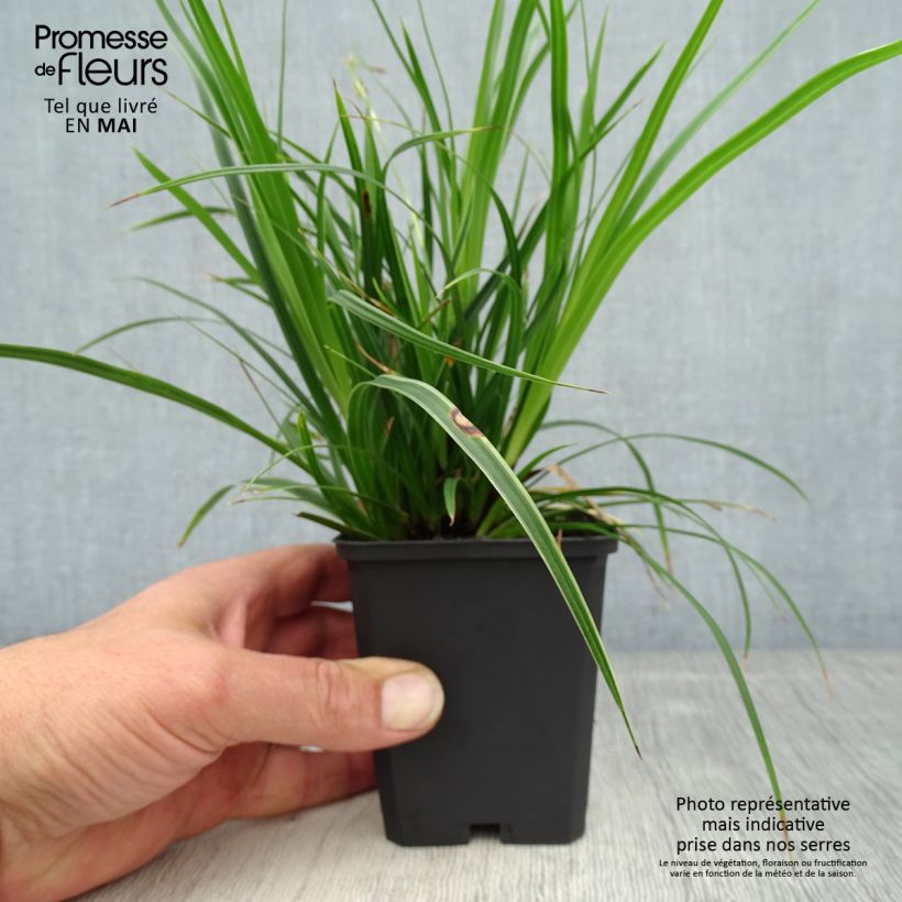 Amostra de Carex muskingumensis Variegata Vaso de 8/9 cm tal como entregue na primavera