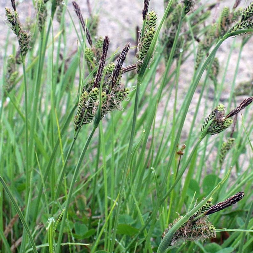 Carex nigra (Folhagem)