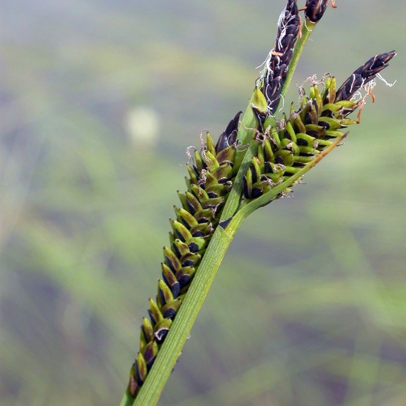 Carex nigra (Floração)