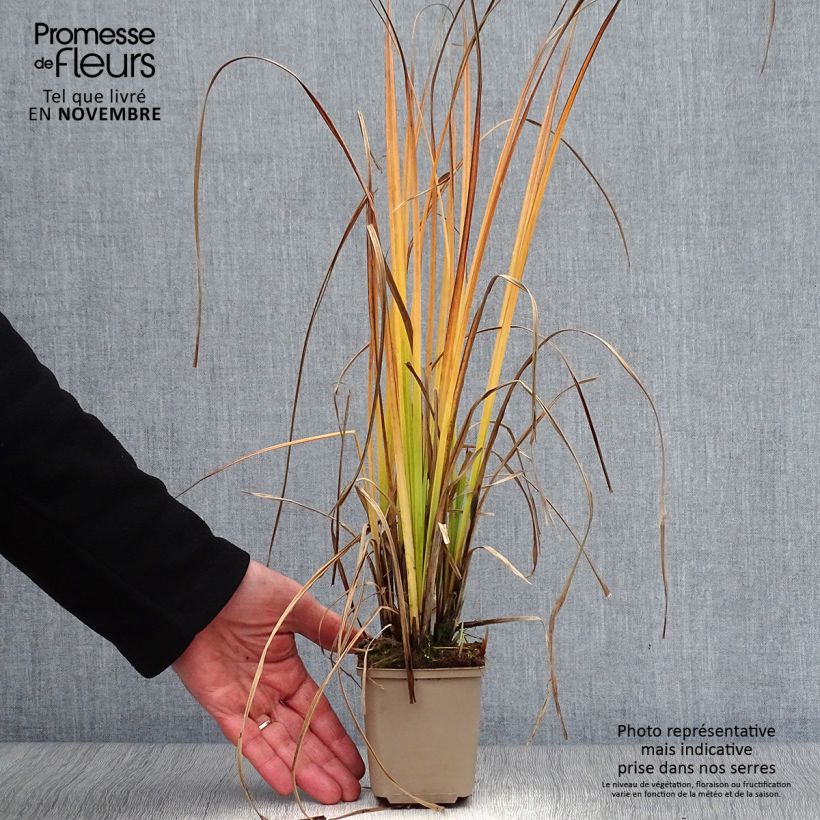 Amostra de Carex nigra Vaso de 8/9 cm tal como entregue no outono