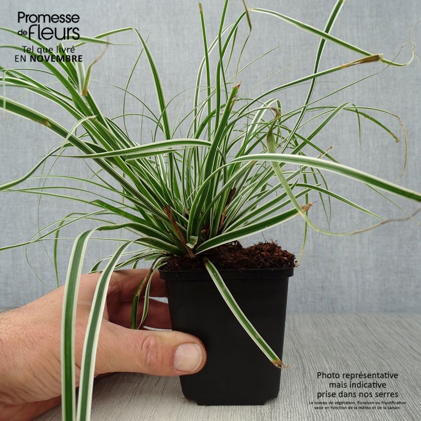 Amostra de Carex oshimensis Everest® Vaso de 8/9 cm tal como entregue no outono