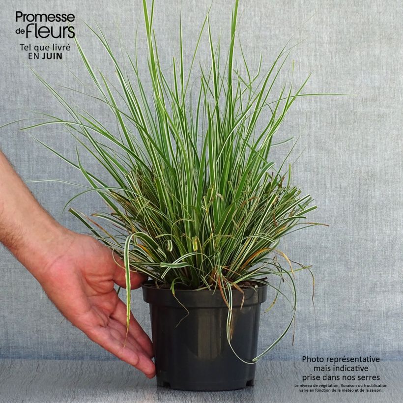 Amostra de Carex oshimensis Everest® Vaso de 8/9 cm tal como entregue no verão