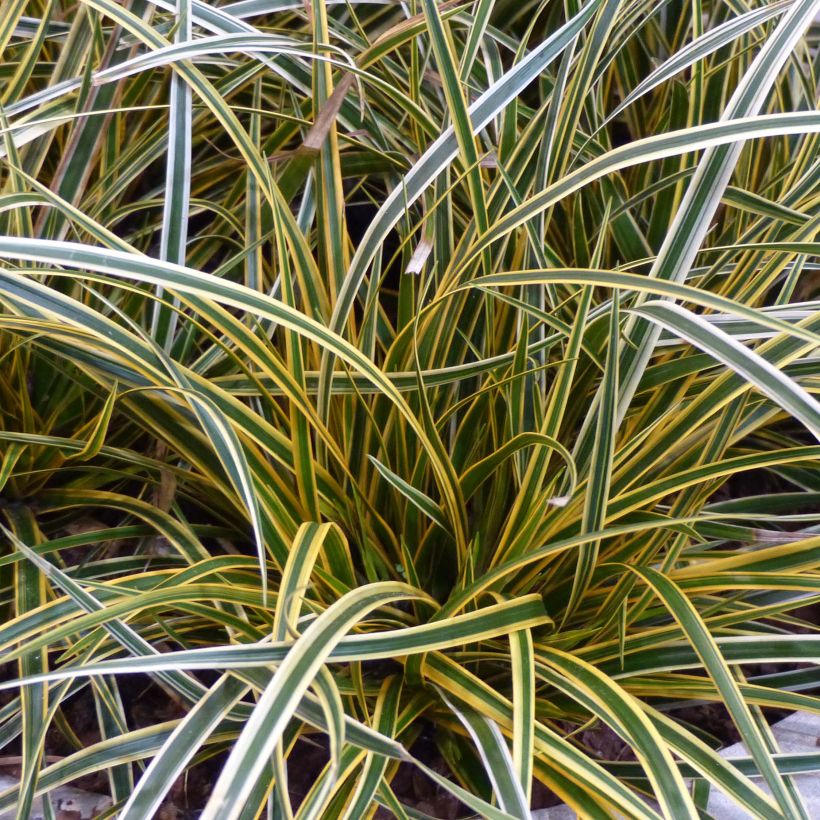 Carex oshimensis Everglow (Folhagem)