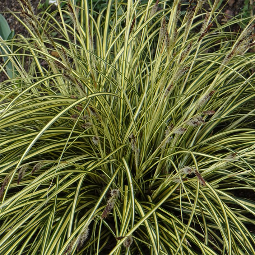 Carex oshimensis Evergold (Floração)