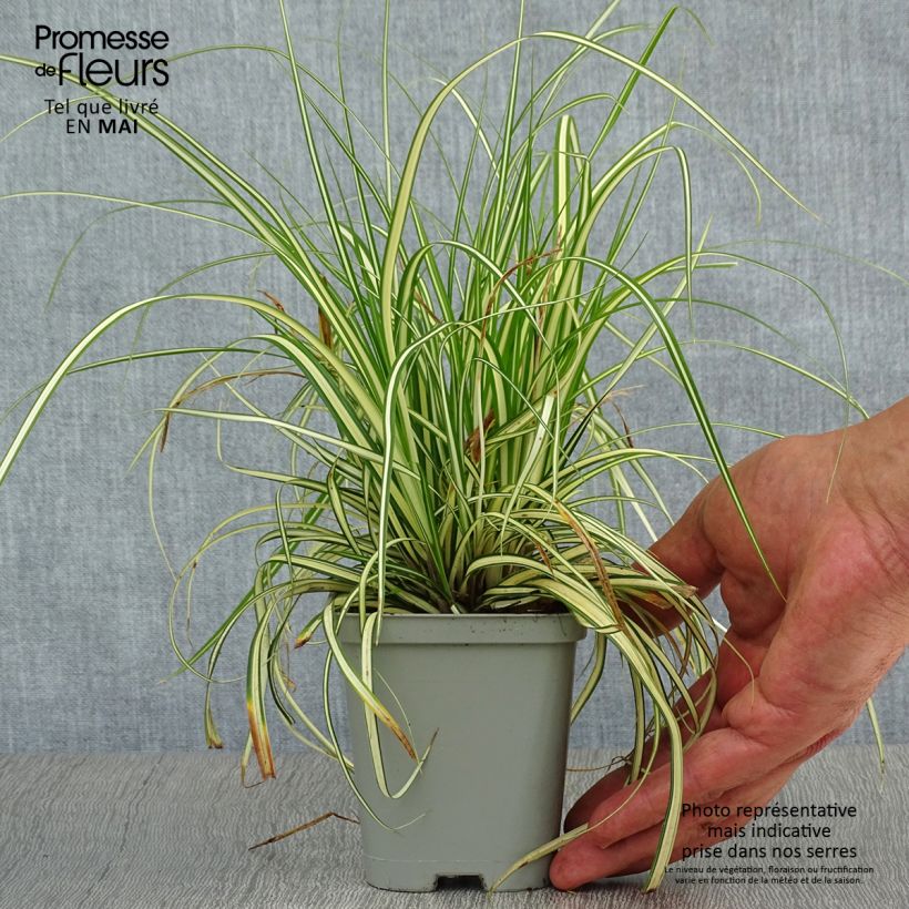 Amostra de Carex oshimensis Evergold Vaso de 8/9 cm tal como entregue na primavera