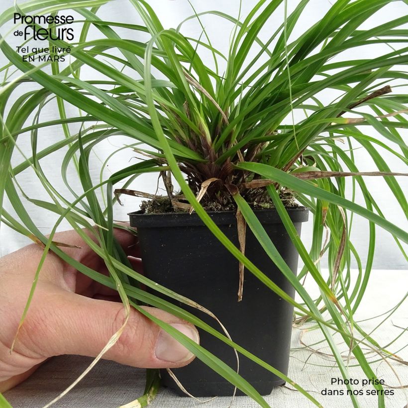 Amostra de Carex oshimensis Evergreen Vaso de 8/9 cm tal como entregue na primavera