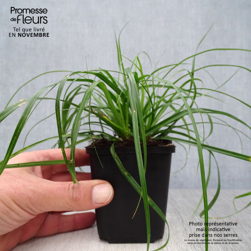 Amostra de Carex oshimensis Evergreen Vaso de 8/9 cm tal como entregue no outono