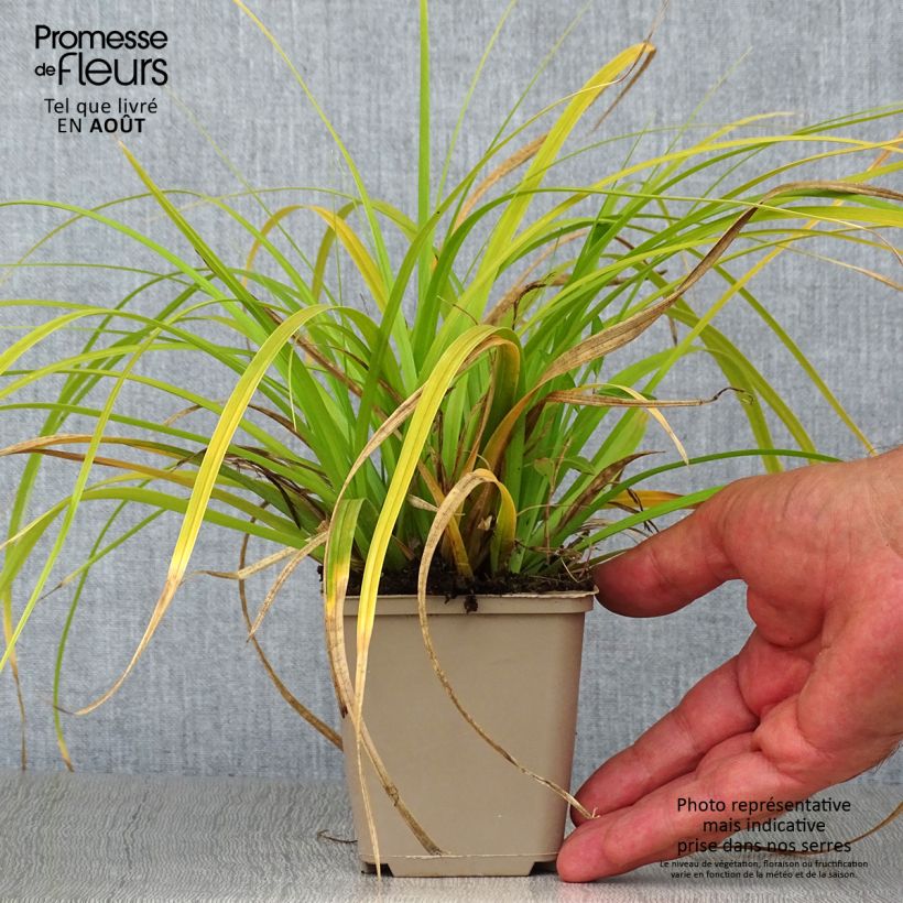 Amostra de Carex oshimensis Evergreen Vaso de 8/9 cm tal como entregue no verão