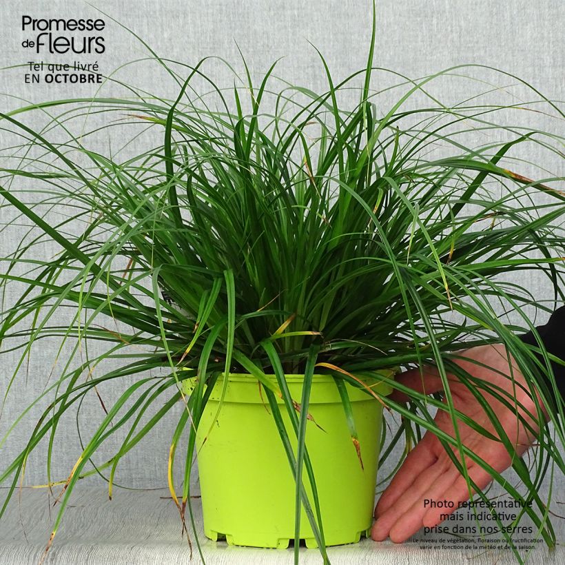 Amostra de Carex oshimensis Evergreen Vaso de 2 L/3 L tal como entregue no outono