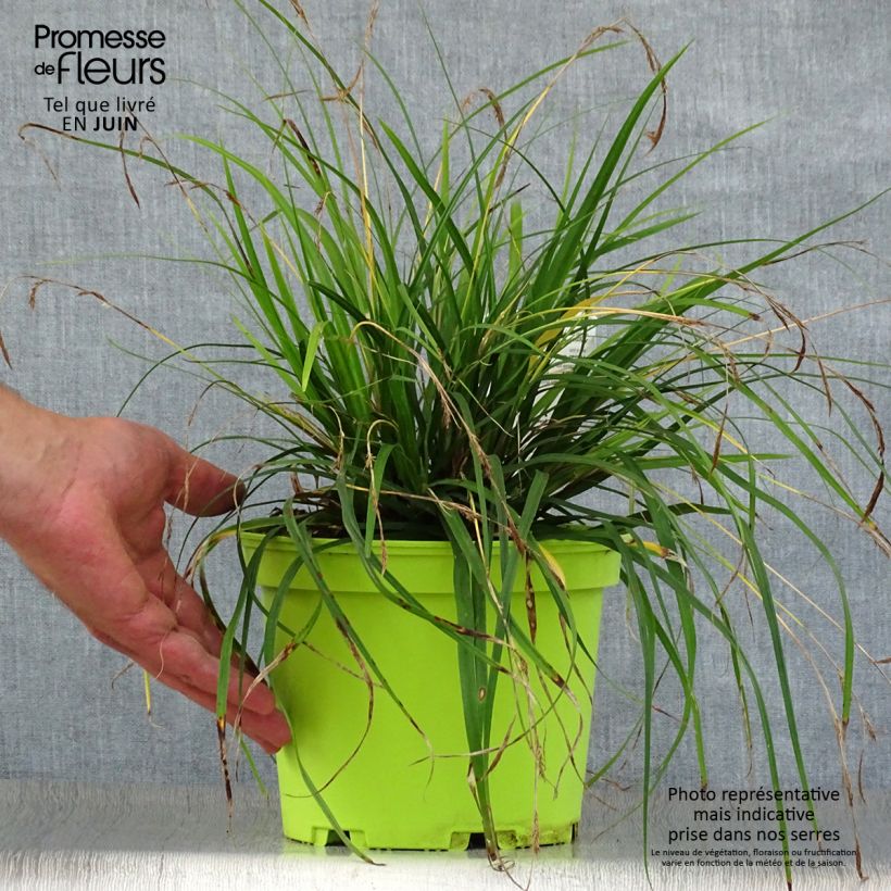 Amostra de Carex oshimensis Evergreen Vaso de 2 L/3 L tal como entregue no verão