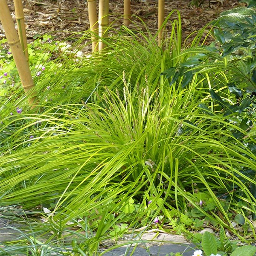 Carex oshimensis Everillo (Hábito)